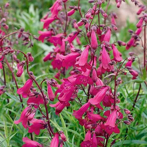 Penstemon 'Pensham Just Jayne' 1 Penstemon 'Pensham Just Jayne'