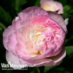Peony Collection 7 Peony Collection -US Garden Supplies Sales 2024 PEO V73269 C