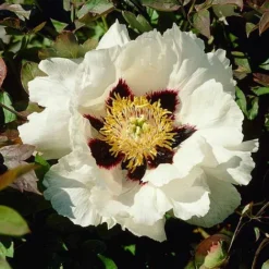 Tree Peony Rockii
