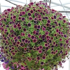 Petunia 'Cascadia Rim Magenta' -US Garden Supplies Sales 2024 PETU V48226 B h