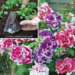 Petunia 'Orchid-Flowered Mixed' F1 Hybrid Success Kit -US Garden Supplies Sales 2024 PETU V59905 A1