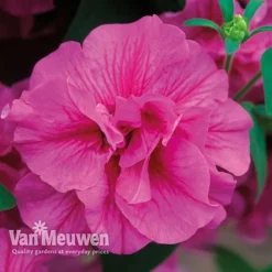 Petunia 'Frills & Spills™ Mixed' -US Garden Supplies Sales 2024 PETU VKA1199 F