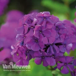 Phlox 'Nicky' -US Garden Supplies Sales 2024 PHLO 61435 C