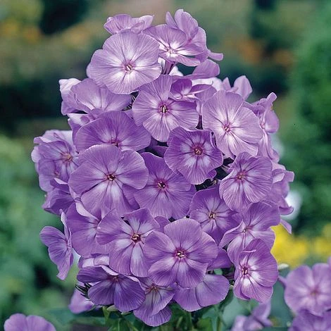 Phlox 'Laura' 1 Phlox 'Laura'