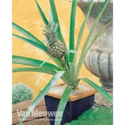 Pineapple Plant 13 Pineapple Plant -US Garden Supplies Sales 2024 PINE V80761 A h