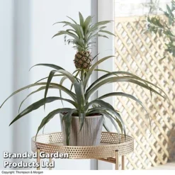 Pineapple Plant 9 Pineapple Plant -US Garden Supplies Sales 2024 PINE PINEAPPLE KB1980 B