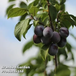 Plum Black Amber (Mini Fruit Tree) -US Garden Supplies Sales 2024 PLUM T10632 C
