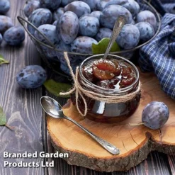 Plum Black Amber (Mini Fruit Tree) -US Garden Supplies Sales 2024 PLUM T10632 D