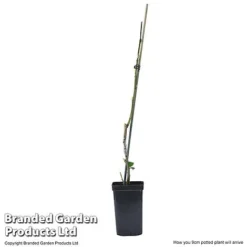 Plum Black Amber (Mini Fruit Tree) -US Garden Supplies Sales 2024 PLUM T10632 E