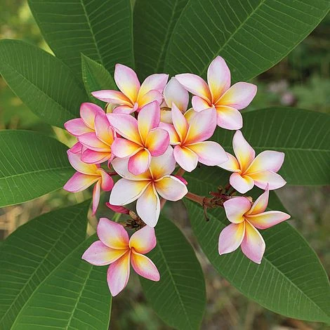 Plumeria 'Pink' 1 Plumeria 'Pink'