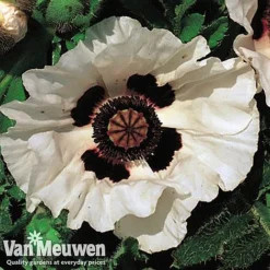 Poppy 'Checkers' -US Garden Supplies Sales 2024 POPP V65708C C