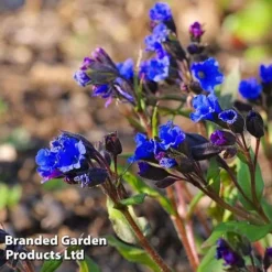 Pulmonaria 'Blue Ensign' -US Garden Supplies Sales 2024 PULM T62252 C