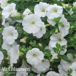 Petunia 'Surfinia' Pre-Planted Basket -US Garden Supplies Sales 2024 Petunia Surfinia White TMHF 8