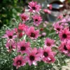 Rhodanthemum 'Pretty In Pink'