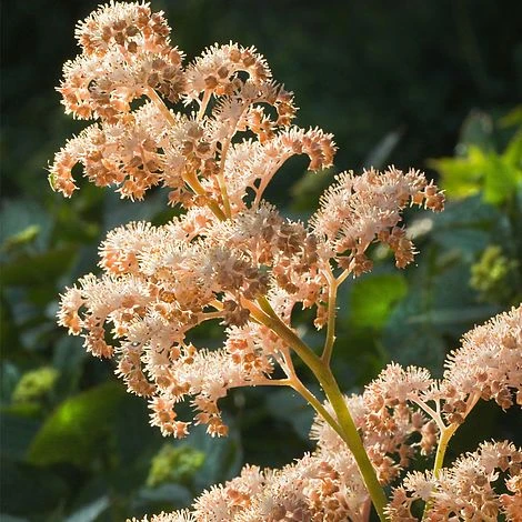 Rodgersia Aesculifolia 2 Rodgersia Aesculifolia - Image 2