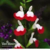 Salvia 'Hot Lips'