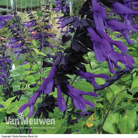 Salvia 'Amistad' 2 Salvia 'Amistad' - Image 2