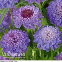 Scabious 'Blue Note' -US Garden Supplies Sales 2024 SCAB V11581 B1