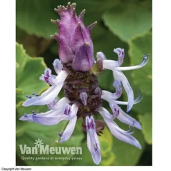 Coleus Canina 'Scaredy Cat' -US Garden Supplies Sales 2024 SCAR VKA0115 C