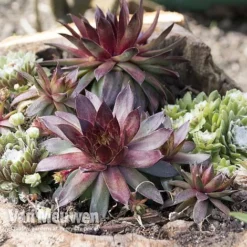 Sempervivum 'Mixed' -US Garden Supplies Sales 2024 SEMP V65856 A