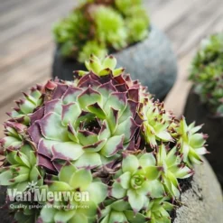Sempervivum 'Mixed' -US Garden Supplies Sales 2024 SEMP V65856 B