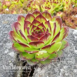 Sempervivum 'Mixed' -US Garden Supplies Sales 2024 SEMP V65856 C