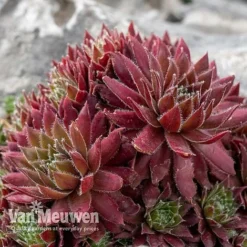 Sempervivum 'Mixed' -US Garden Supplies Sales 2024 SEMP V65856 D