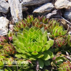 Sempervivum 'Mixed' -US Garden Supplies Sales 2024 SEMP V65856 E
