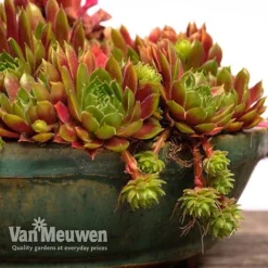 Sempervivum 'Mixed' -US Garden Supplies Sales 2024 SEMP V65856 F
