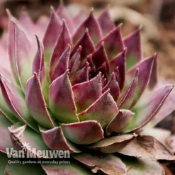 Sempervivum 'Mixed' -US Garden Supplies Sales 2024 SEMP V65856 G