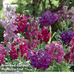 Stocks 'Most Scented Mix' 9 Stocks 'Most Scented Mix' -US Garden Supplies Sales 2024 STOC P6106 C