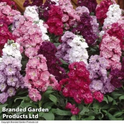 Stocks 'Most Scented Mix' 10 Stocks 'Most Scented Mix' -US Garden Supplies Sales 2024 STOC P6106 D