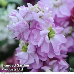 Stocks 'Most Scented Mix' 11 Stocks 'Most Scented Mix' -US Garden Supplies Sales 2024 STOC P6106 E