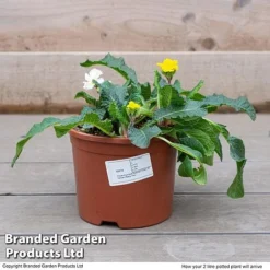 Stocks 'Most Scented Mix' 13 Stocks 'Most Scented Mix' -US Garden Supplies Sales 2024 STOC P6106 F