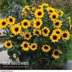 Sunflower SunBelievable™ 'Brown Eyed Girl'