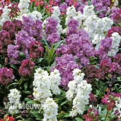 Stocks 'Brompton' -US Garden Supplies Sales 2024 Stocks Brompton