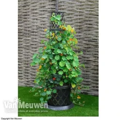 Tower Pot™ Black & Gold