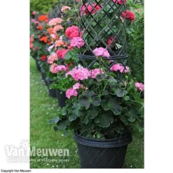 Tower Pot™ Black & Gold -US Garden Supplies Sales 2024 TOWE V48803P B