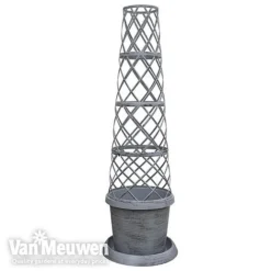 Clematis Montana 'Mayleen' -US Garden Supplies Sales 2024 TOWER POT1