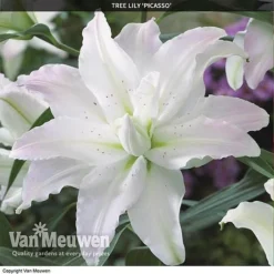Tree Lily 'Crystal Collection' -US Garden Supplies Sales 2024 TREE 70647 C