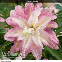 Tree Lily 'Crystal Collection' -US Garden Supplies Sales 2024 TREE 70647 D