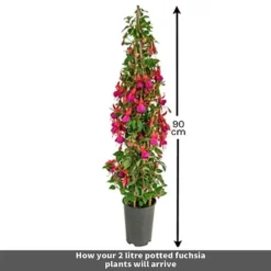 Fuchsia 'Pink Fizz' -US Garden Supplies Sales 2024 Untitled 1