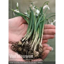 Spring Bulbs In The Green Collection -US Garden Supplies Sales 2024 V59885 B