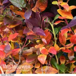 Blueberry 'Duke' -US Garden Supplies Sales 2024 VACC 16574 VA1