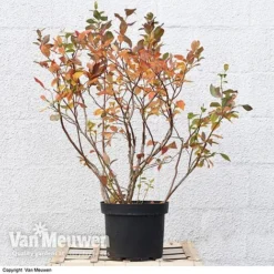 Blueberry 'Duke' -US Garden Supplies Sales 2024 VACC 16574 VA3