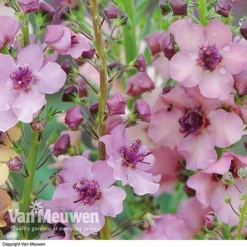 Verbascum X Hybrida 'Southern Charm' -US Garden Supplies Sales 2024 VERB V59782 C
