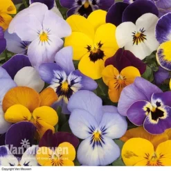 Viola 'Sorbet Mixed' 6 Viola 'Sorbet Mixed' -US Garden Supplies Sales 2024 VIOL 69674V A h