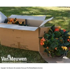 Geranium 'Balcon Mix' Pre-Planted Basket -US Garden Supplies Sales 2024 VM PrePlantedBasketArrive26