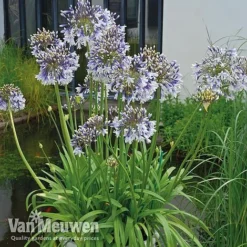 Agapanthus 'Fireworks' 14 Agapanthus 'Fireworks' -US Garden Supplies Sales 2024 VM1