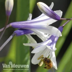 Agapanthus 'Fireworks' 15 Agapanthus 'Fireworks' -US Garden Supplies Sales 2024 VM2